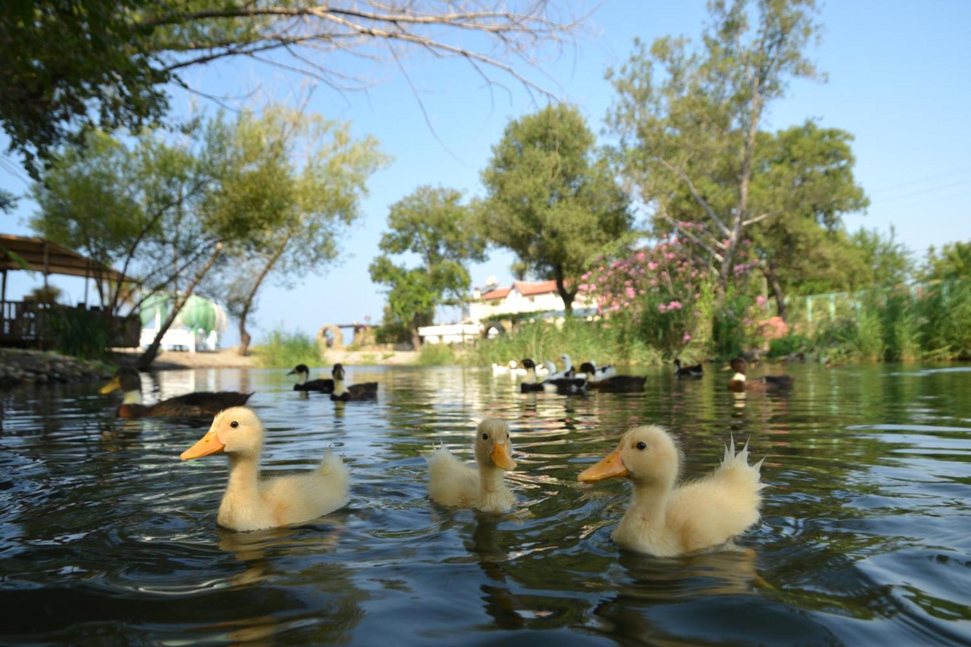 Yonca Lodge Фетхіє Екстер'єр фото